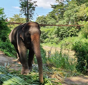 Mudumalai National Park
